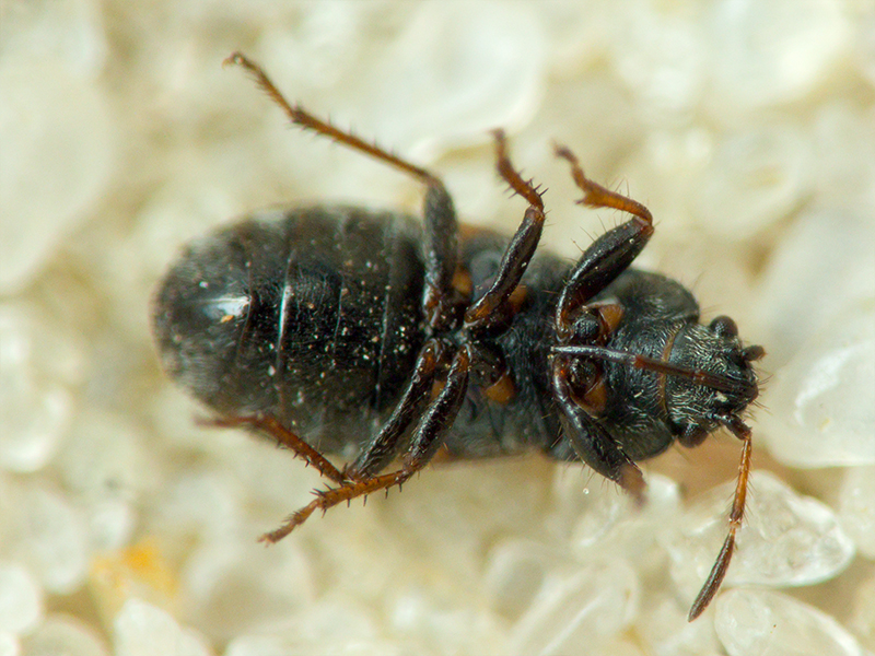 Pionosomus opacellus Horváth, 1895
